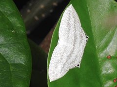 Acropteris ciniferaria