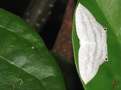 Acropteris ciniferaria
