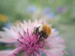 Bombus laesus