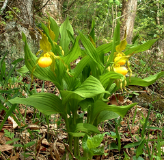 Cypripedium parviflorum