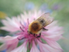 Bombus laesus