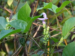 Canavalia ensiformis