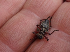 Catasarcus impressipennis