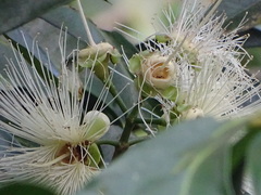 Syzygium aqueum