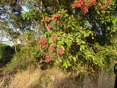 Terminalia paniculata