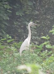 Egretta garzetta