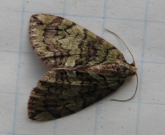 Hydriomena transfigurata