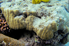 Porites lobata