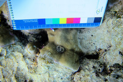 Porites lobata