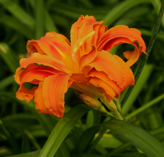 Hemerocallis fulva kwanso