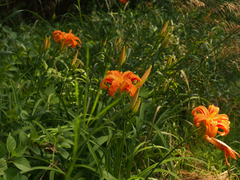 Hemerocallis fulva kwanso