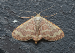 Lophophleps phoenicoptera