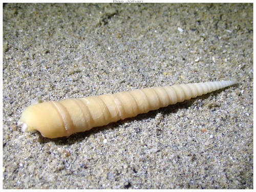 Terebra funiculata observed 2024-11-21