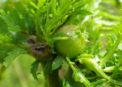 Rhopalomyia tanaceticola