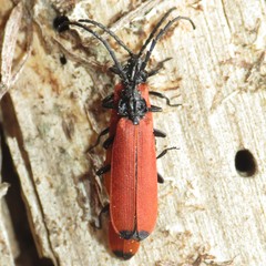 Lygistopterus apicalis