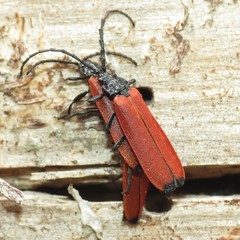 Lygistopterus apicalis