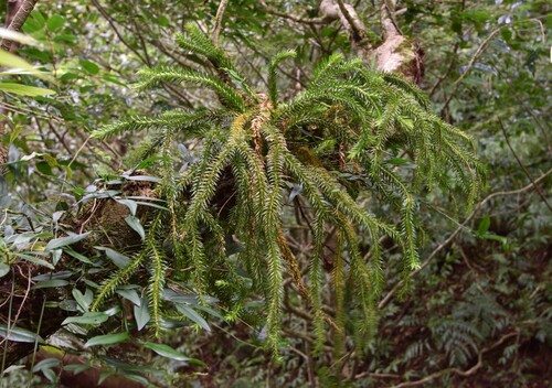 Huperzia cunninghamioides iNat (2)