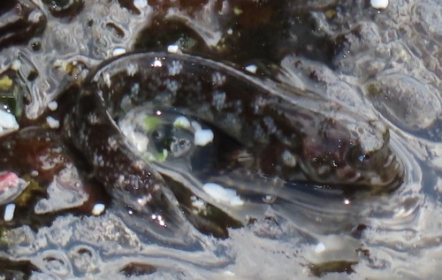 Galapagos-vieroog-slijmvis (Dialommus fuscus) — Labrisomidae — 3