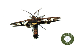 Lepidoptera