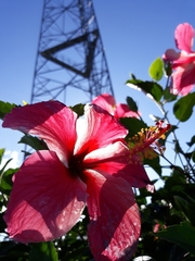 Hibiscus rosa-sinensis