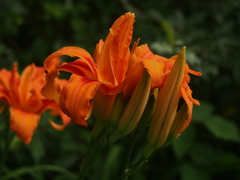 Hemerocallis fulva kwanso
