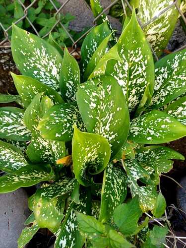 Dieffenbachia seguine