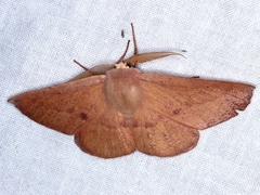 Monoctenia falernaria