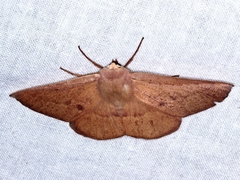 Monoctenia falernaria