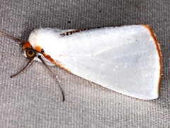 Thalaina selenaea