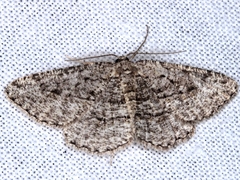 Zermizinga sinuata