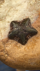 Asterinidae