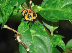 Poecilocoris druraei