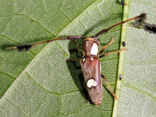 Cirrhicera