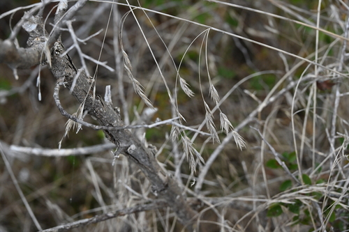 Image of Bromus pubescens by no rights reserved