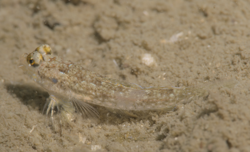 Tropical Lancer Dragonet