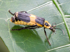 Chauliognathus distinguendus
