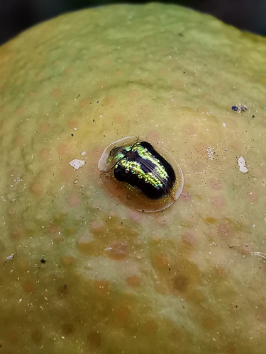 Green Tortoise Beetle