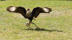 Caracara