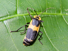 Chauliognathus distinguendus
