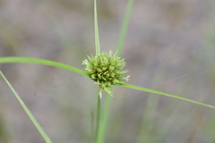 Cyperus lupulinus macilentus