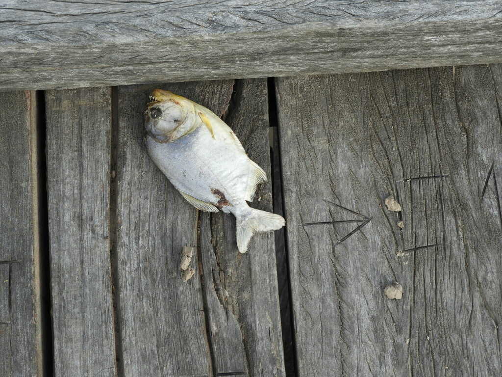 Roodbuikpiranha (Pygocentrus nattereri) — Serrasalmidae