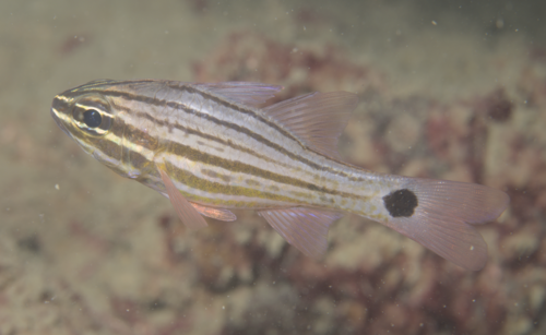 Candystripe cardinalfish (Ostorhinchus endekataenia) — Apogonidae — 4