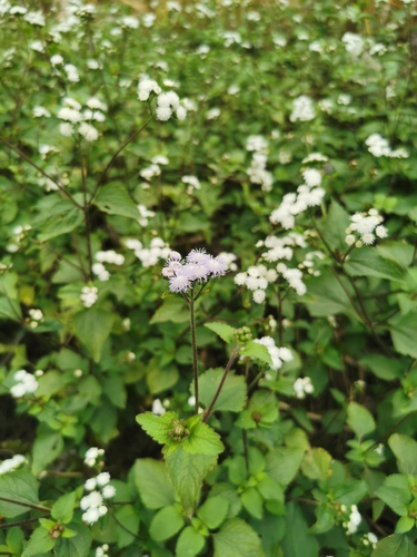 billygoat weed