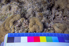 Lobophyllia corymbosa