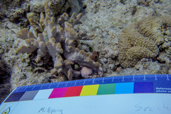Lobophyllia corymbosa