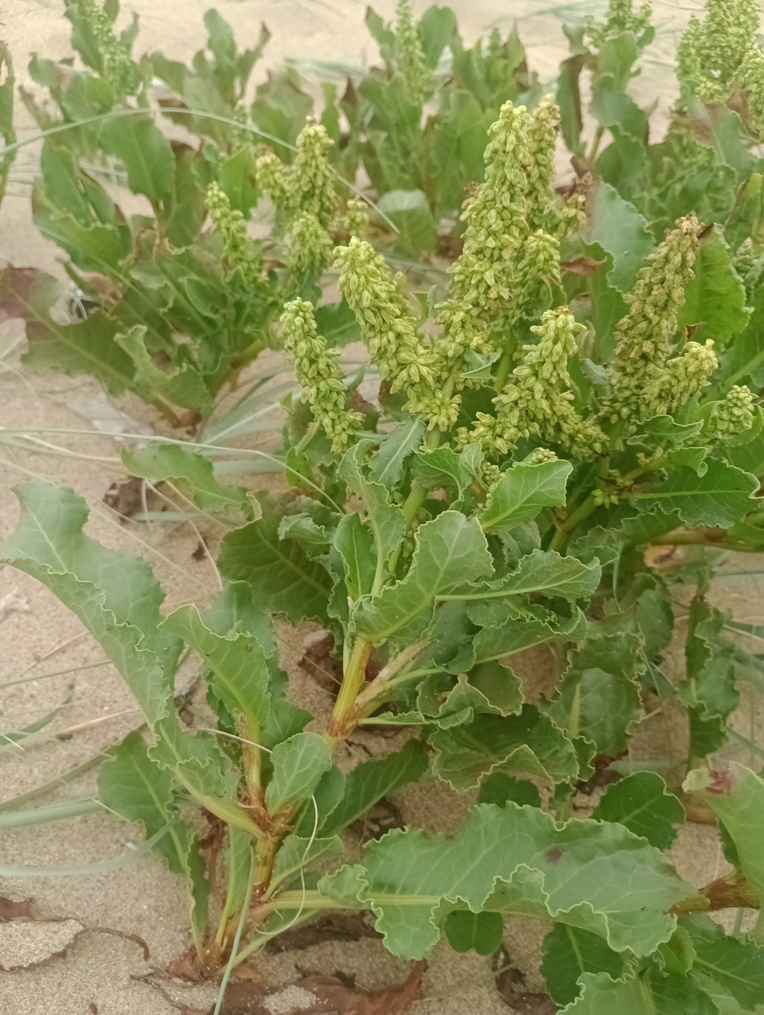 Rumex cuneifolius