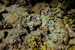 Lobophyllia corymbosa