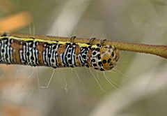 Hecatesia fenestrata