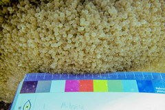 Physogyra lichtensteini