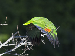 Amazona amazonica